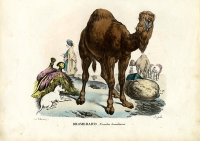 Dromedary, 1863-79 by Raimundo Petraroja